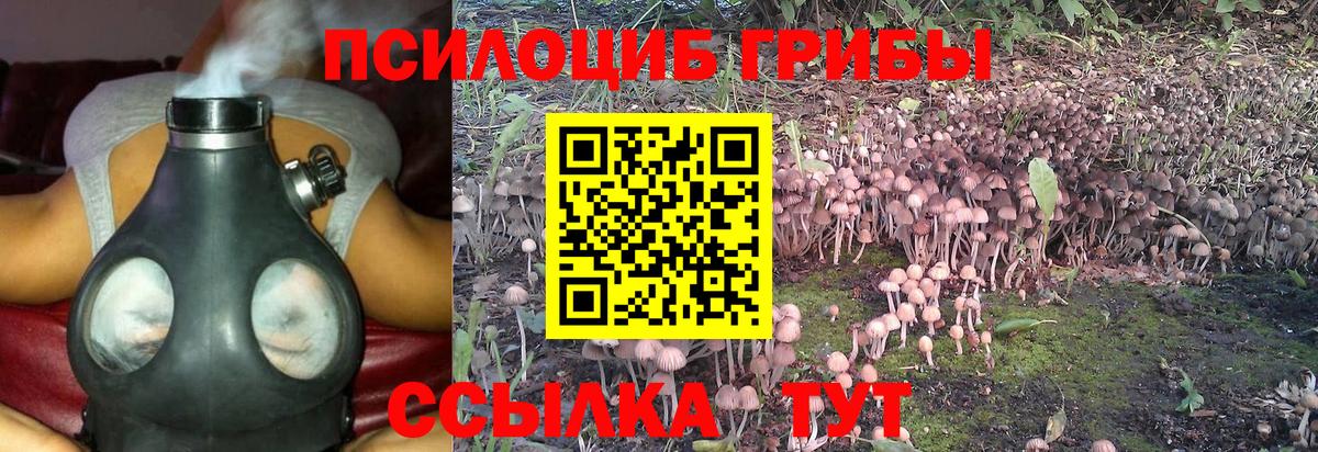 Нижневартовск  Псилоцибиновые грибы Psilocybine cubensis  Вход с VPN 